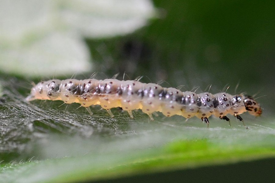 Anthophila fabriciana