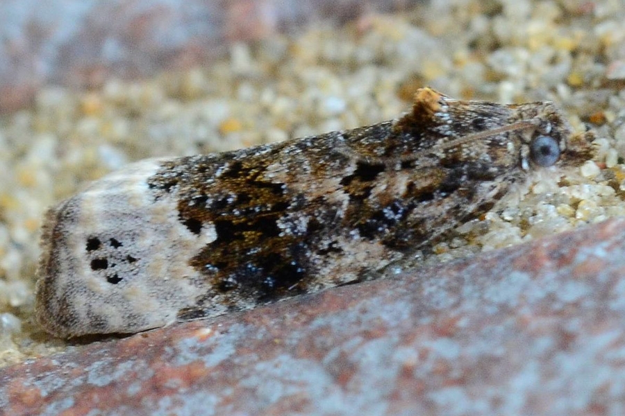 Apotomis capreana