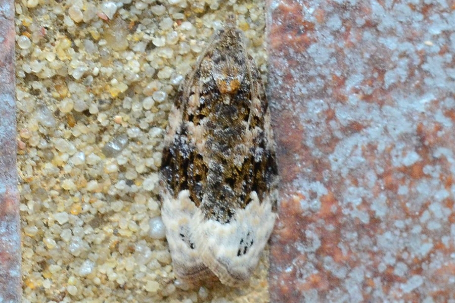 Apotomis capreana