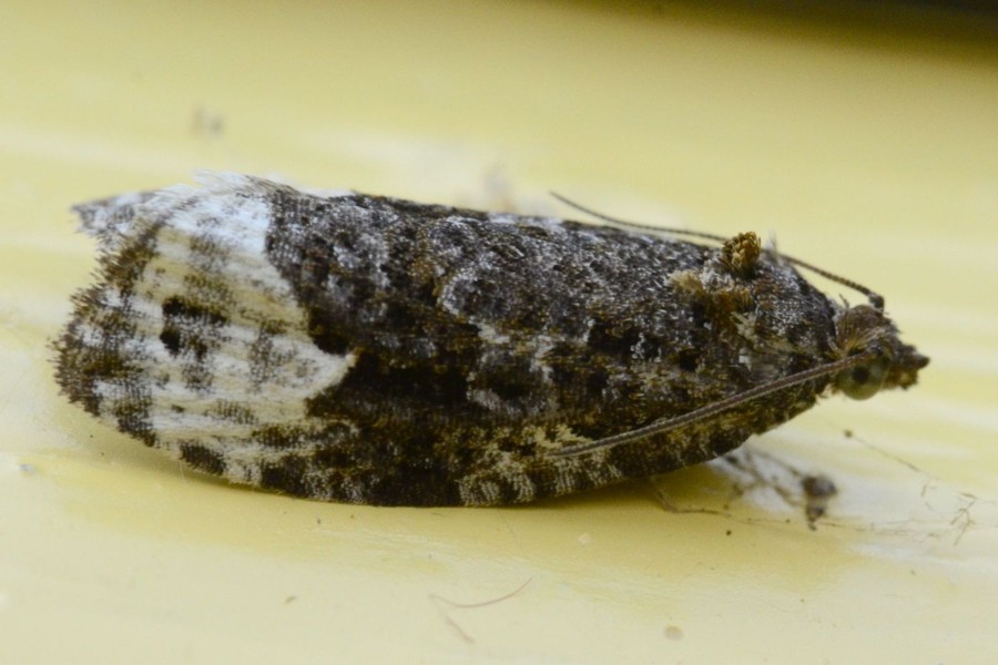 Apotomis turbidana