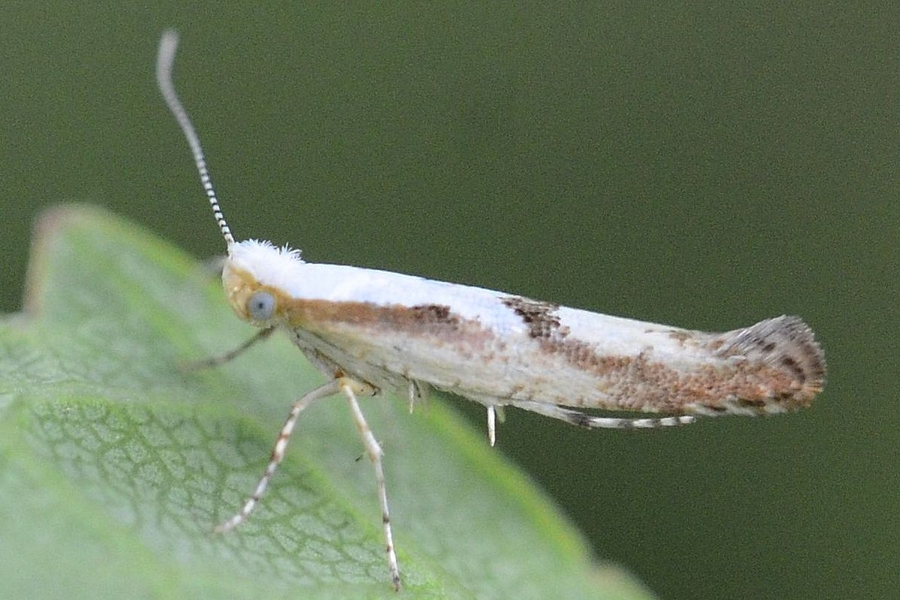 Argyresthia bonnetella