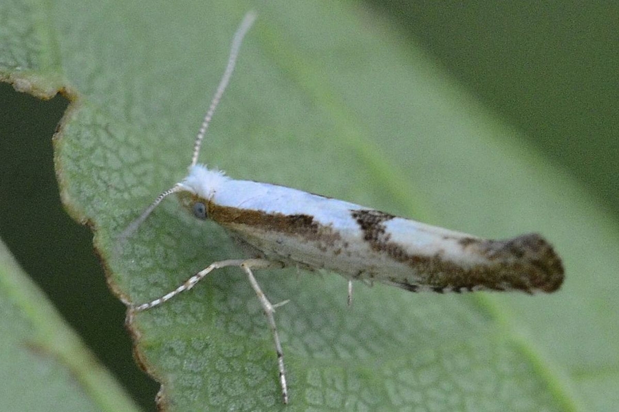 Argyresthia bonnetella