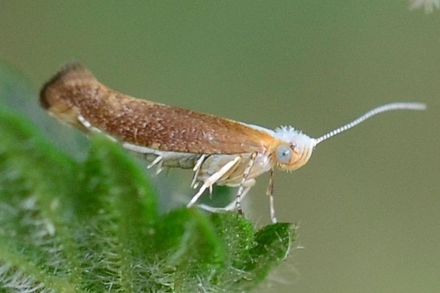 Argyresthia albistria