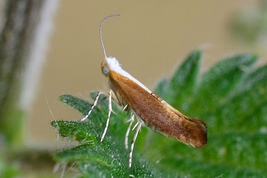 Argyresthia albistria