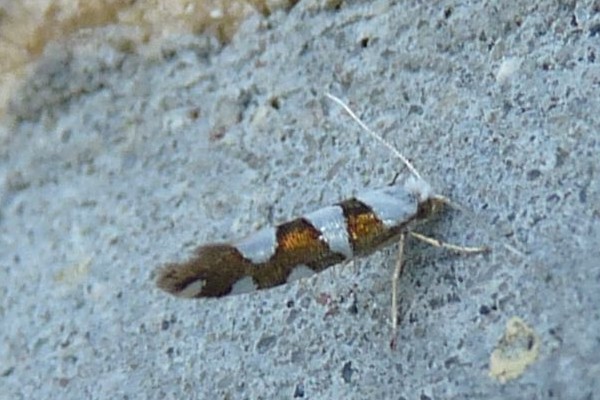 Argyresthia brockeella