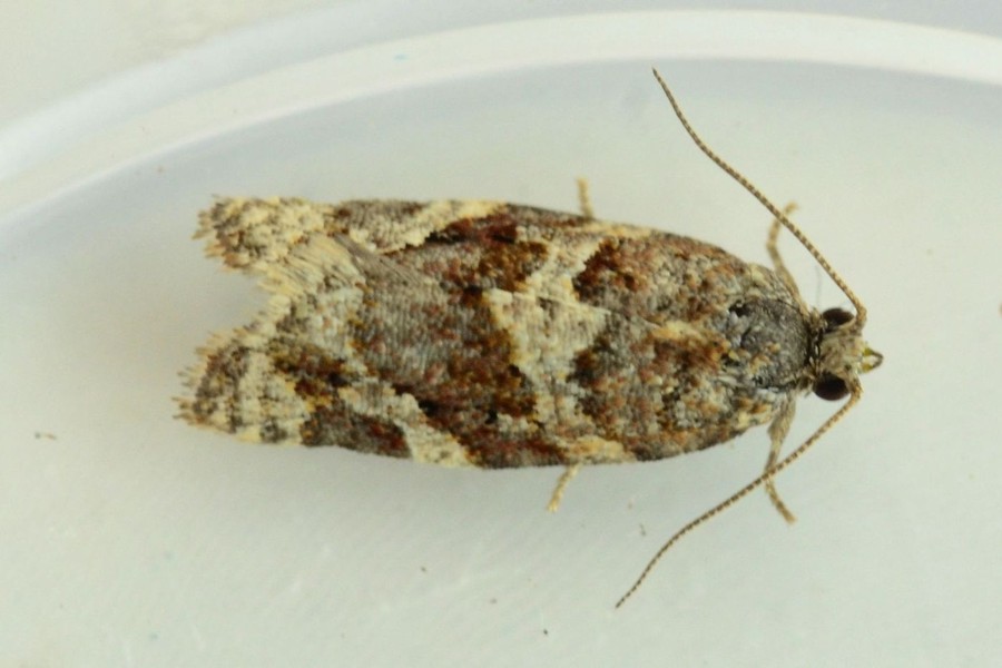 Argyrotaenia ljungiana