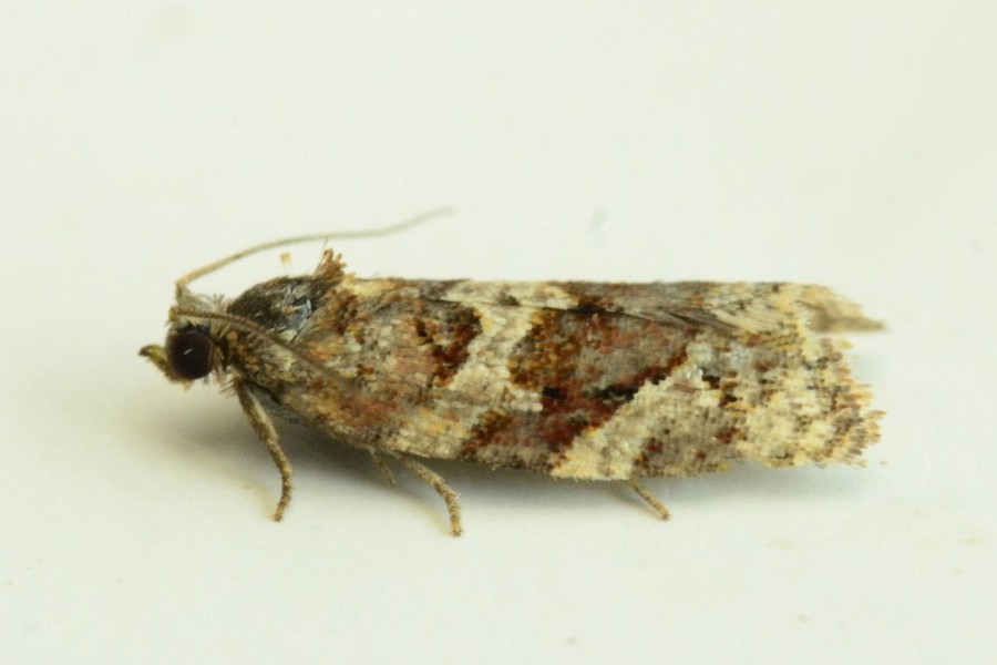 Argyrotaenia ljungiana