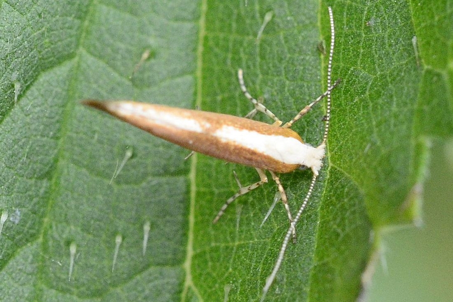 Argyresthia semitestacella