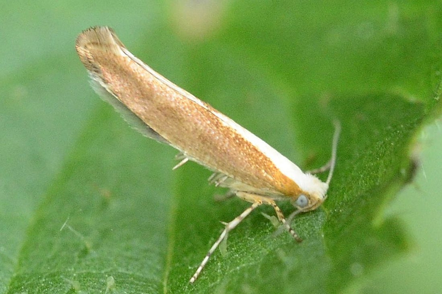 Argyresthia semitestacella