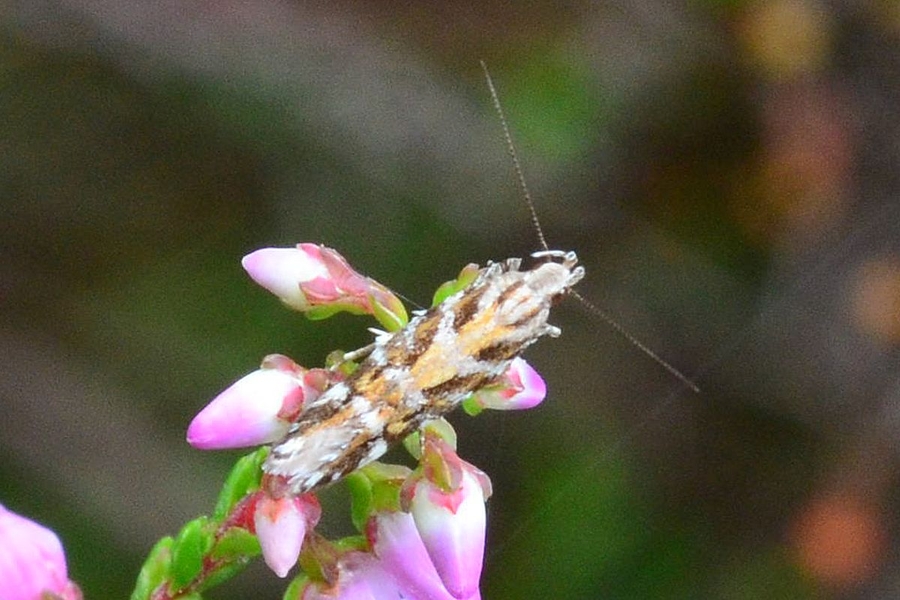 Aristotelia ericinella