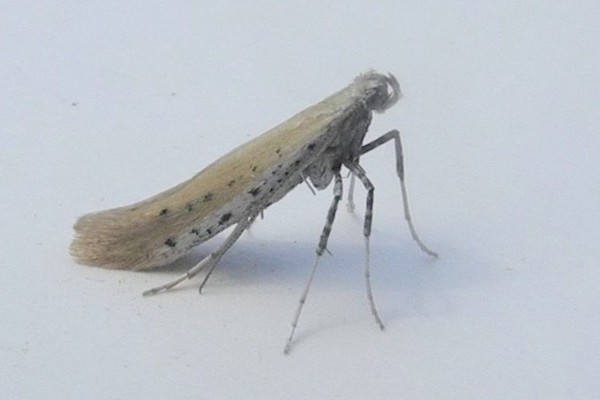 Aspilapteryx tringipennella