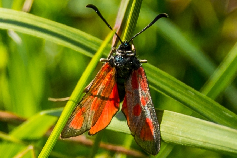 Beilfleckwidderchen