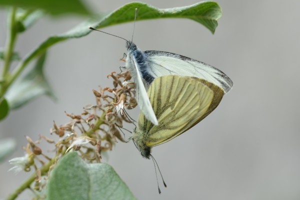 Bergweißling