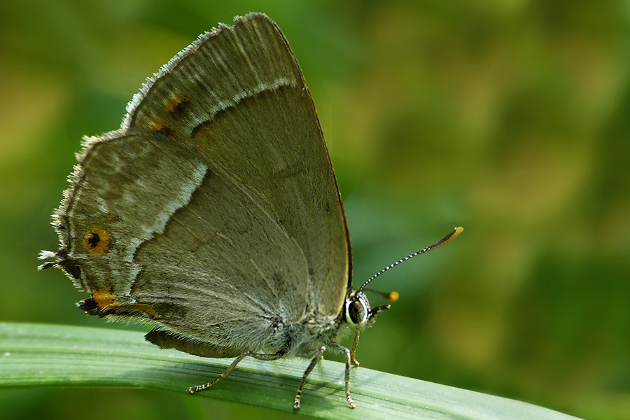 Blauer Eichenzipfelfalter