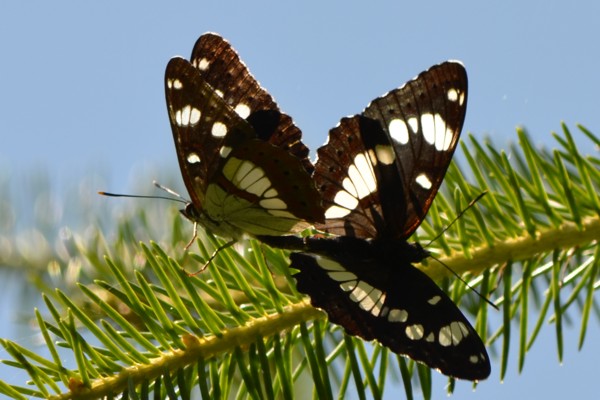 Blauschwarzer Eisvogel