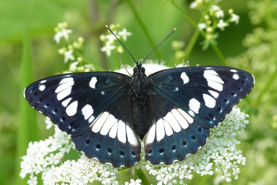 Blauschwarzer Eisvogel