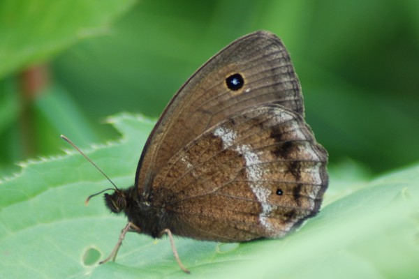 Blauäugiger Waldportier