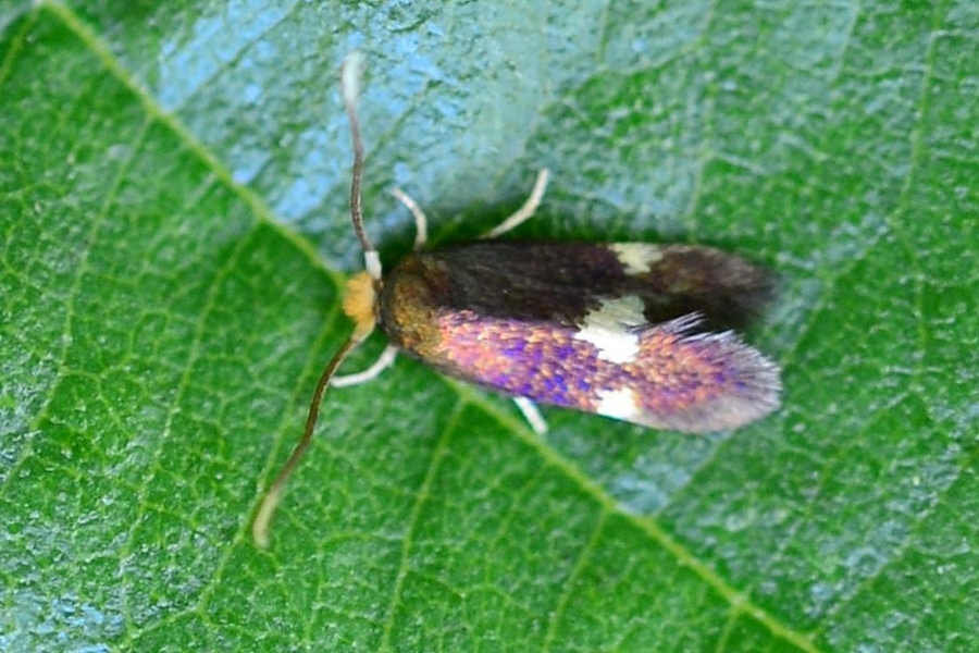 Bohemannia quadrimaculella