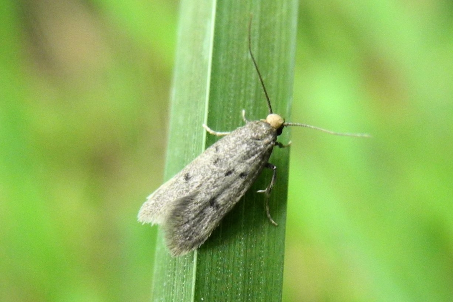 Borkhausenia luridicomella