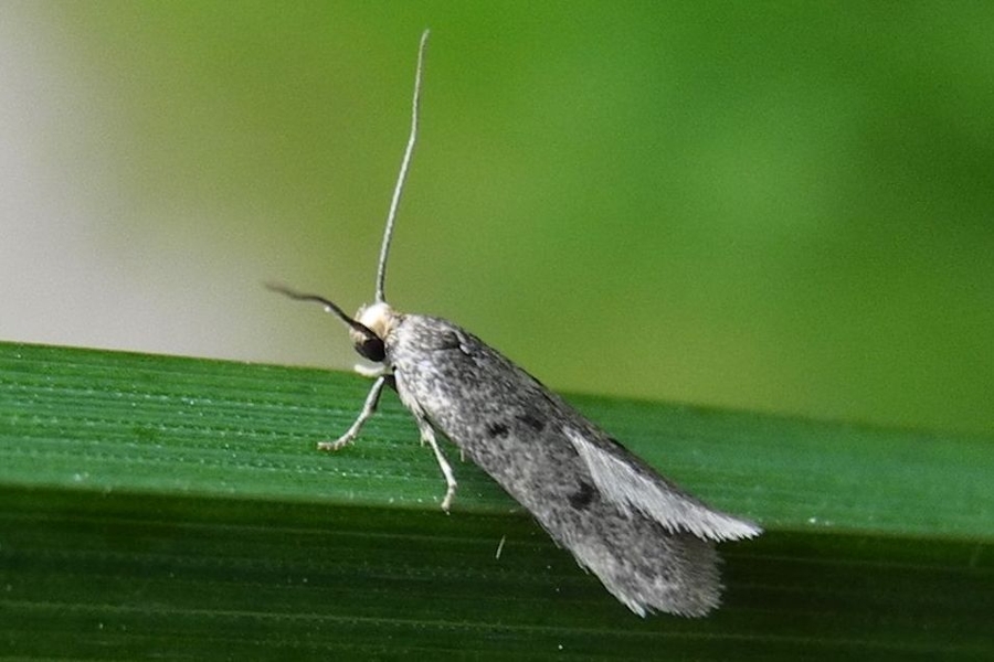 Borkhausenia luridicomella