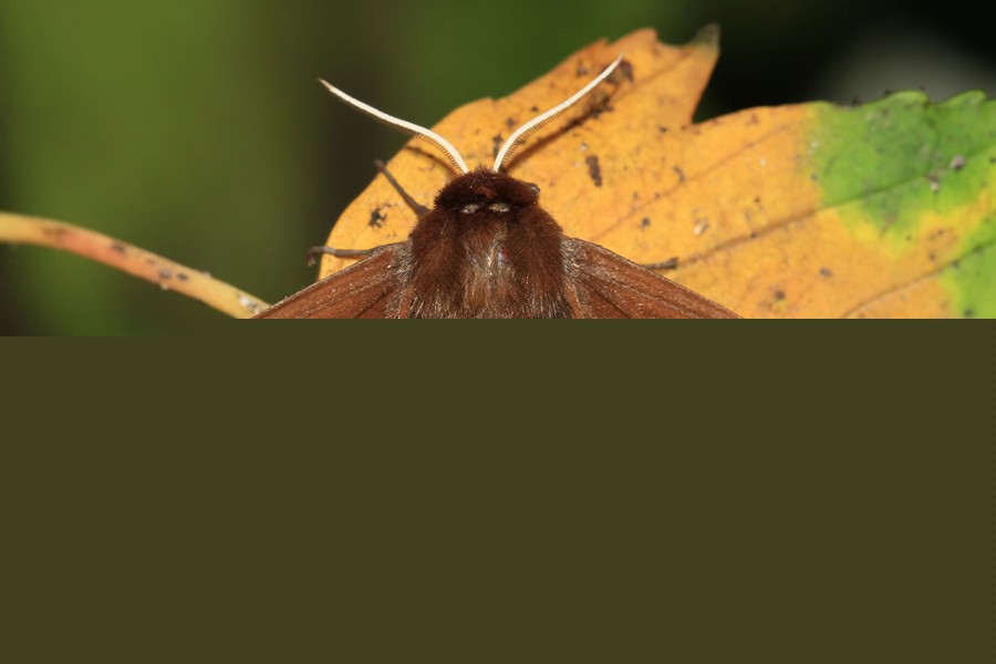 Brauner Bär