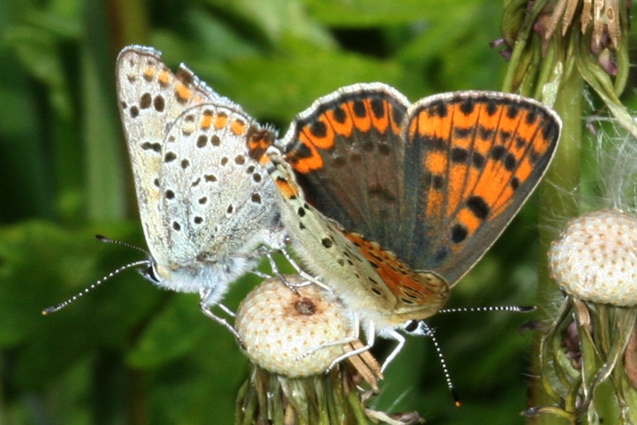 Brauner Feuerfalter