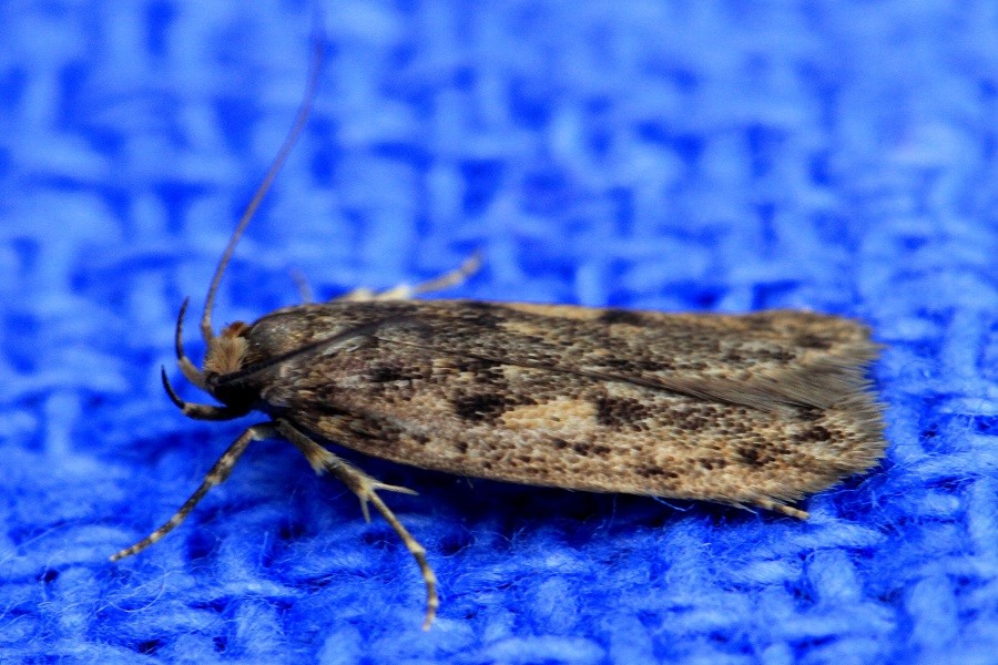 Bryotropha domestica