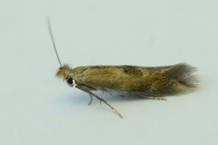 Bucculatrix noltei