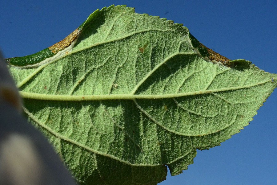 Callisto denticulella