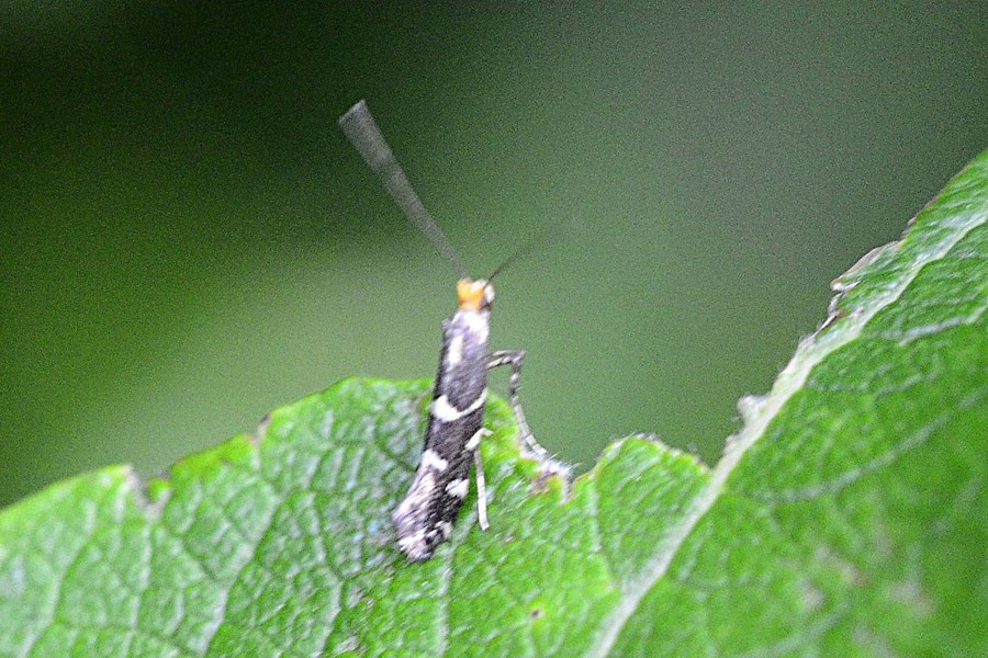 Callisto denticulella