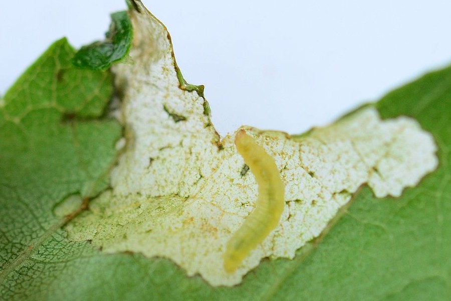 Caloptilia populetorum