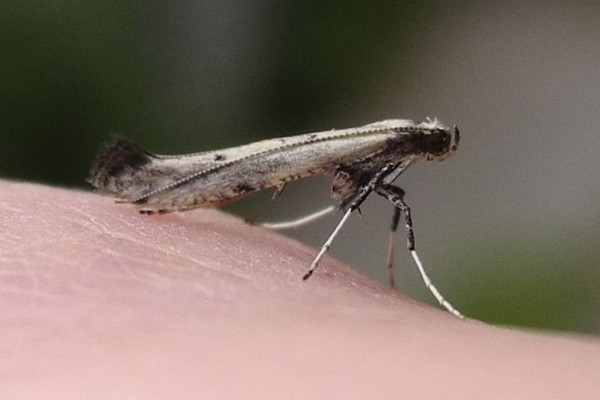 Caloptilia populetorum