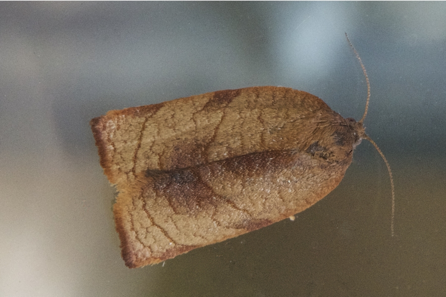 Mittelmeer-Nelkenwickler