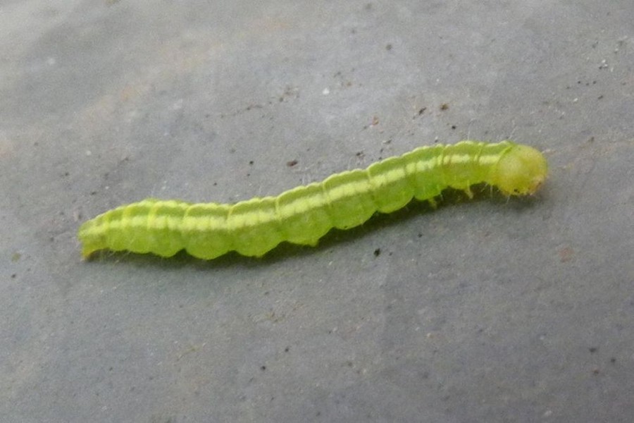 Carcina quercana