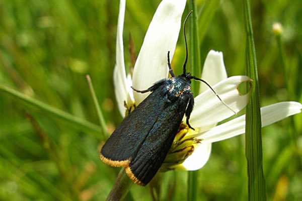 Catastia marginea