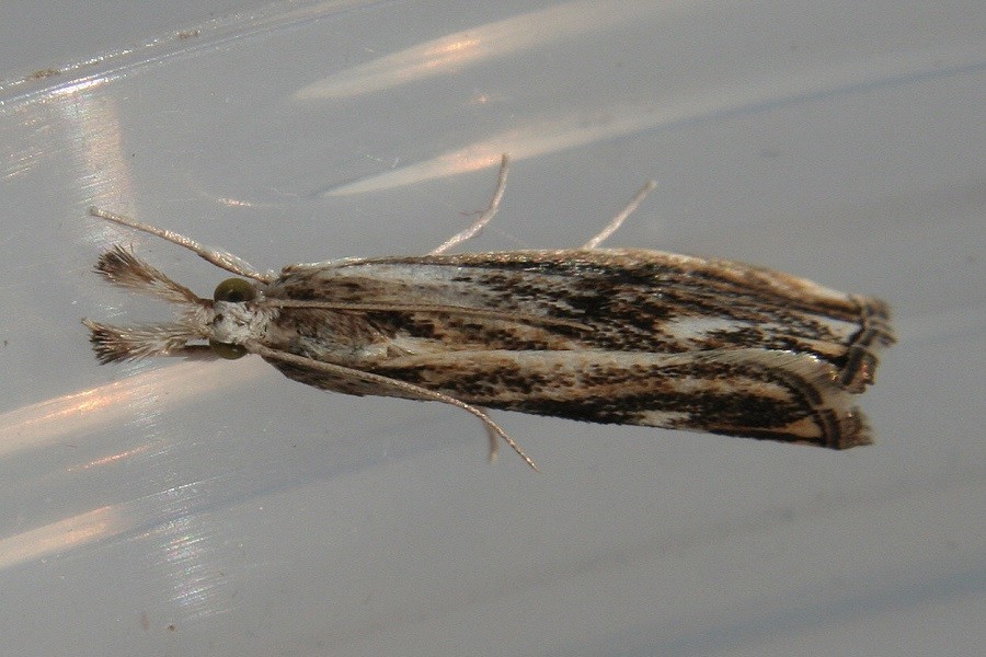 Catoptria verellus