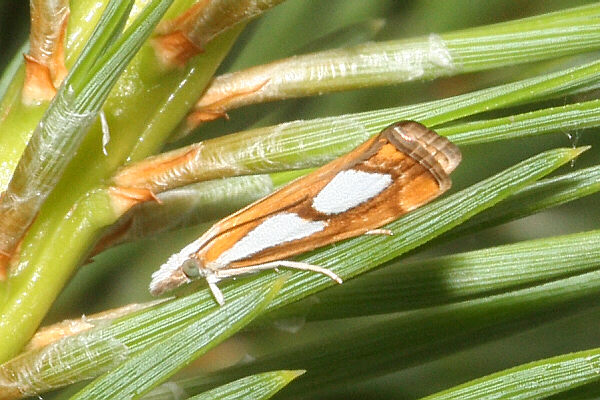 Catoptria pinella