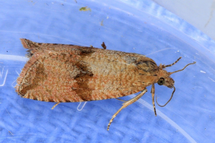 Celypha striana