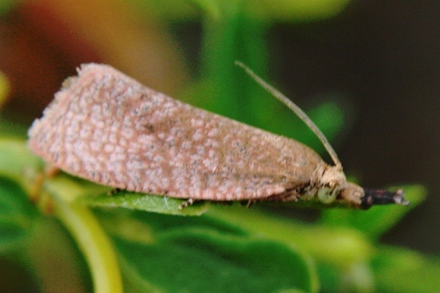 Celypha rufana