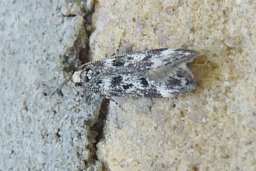 Chionodes electella