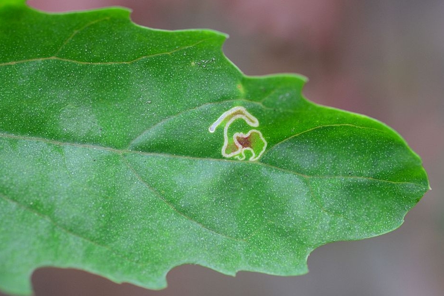 Chrysoesthia drurella