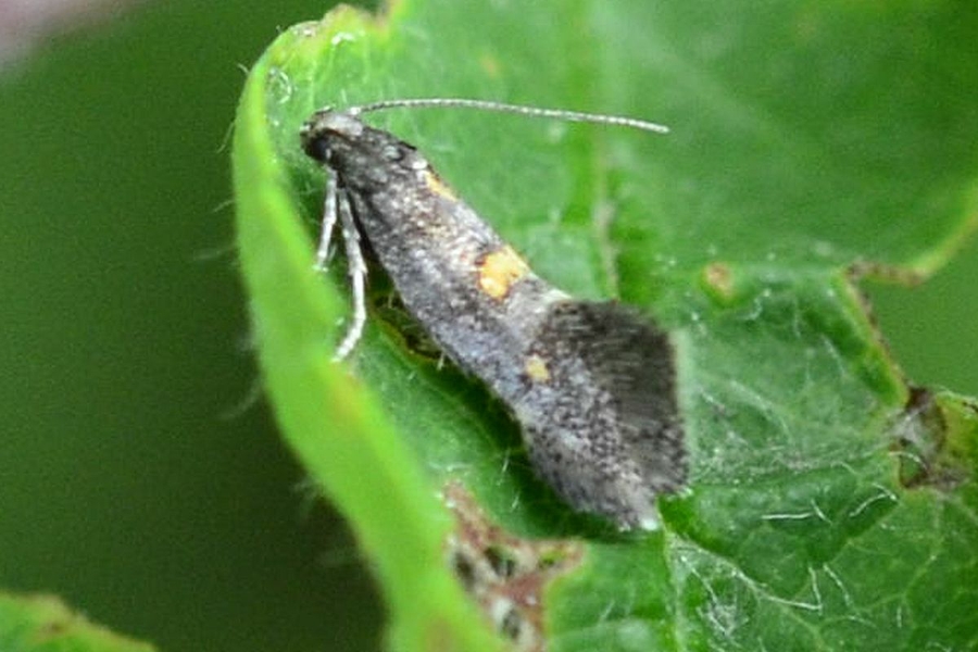 Chrysoesthia sexguttella