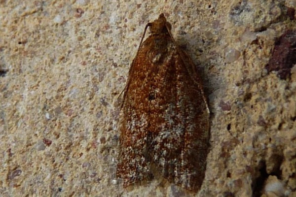 Clepsis consimilana