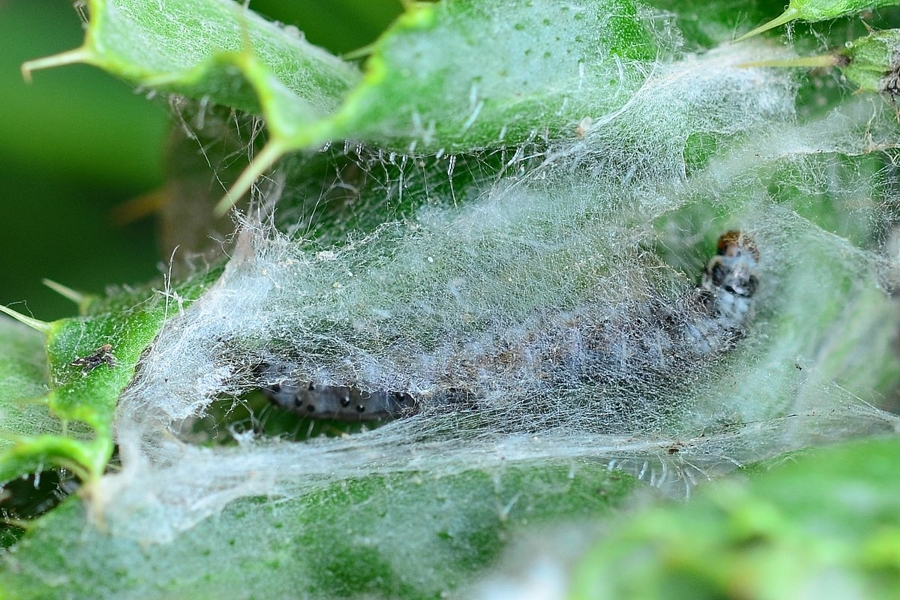 Cnephasia stephensiana