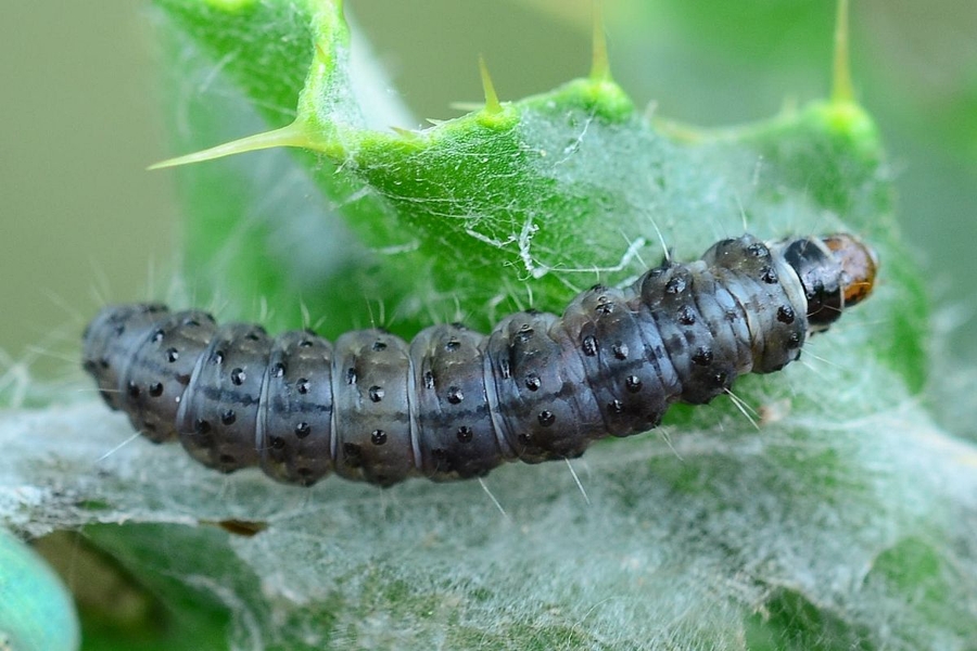 Cnephasia stephensiana