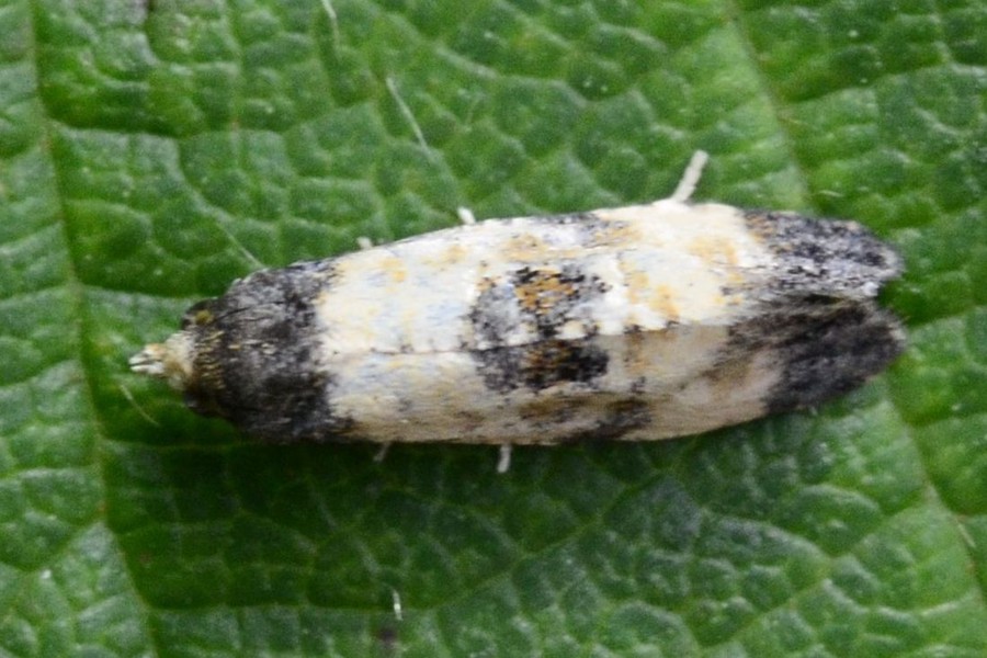 Cochylis dubitana