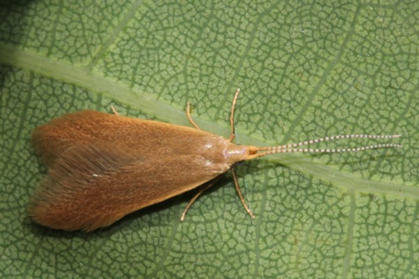 Coleophora ochripenella