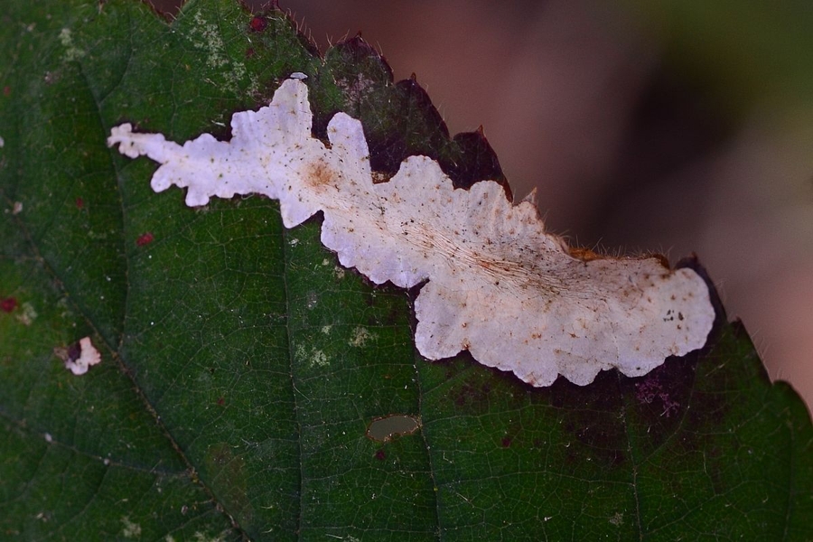 Coptotriche marginea