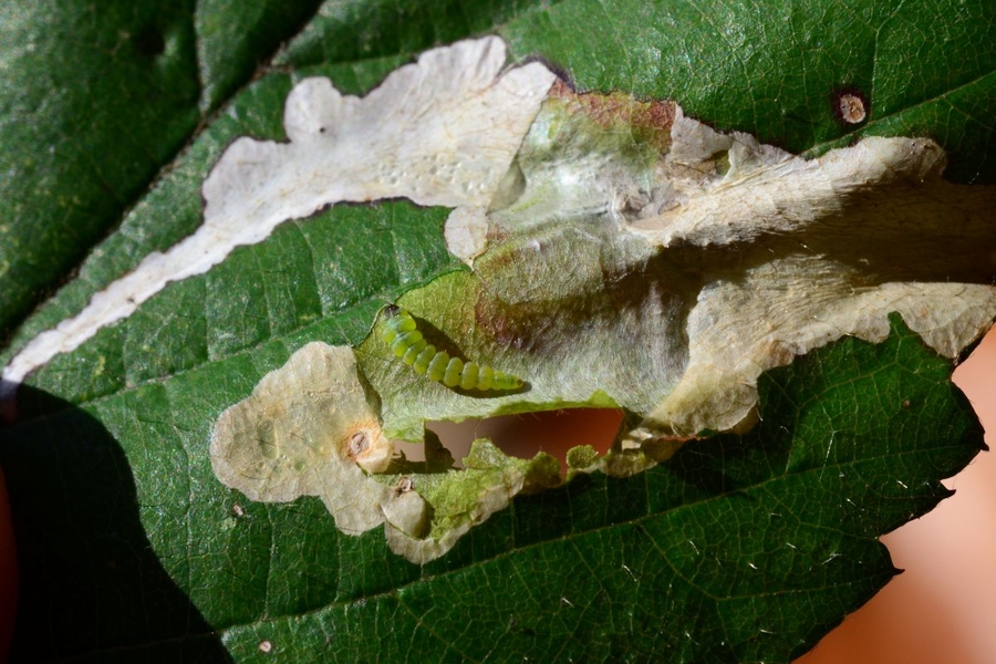 Coptotriche marginea