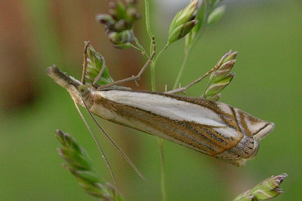 Crambus pascuella